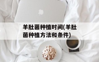 羊肚菌种植时间(羊肚菌种植方法和条件)