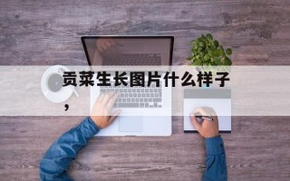 贡菜生长图片什么样子，
