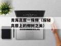 青海高原一株柳（探秘高原上的柳树之美）