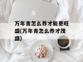 万年青怎么养才能更旺盛(万年青怎么养才茂盛)