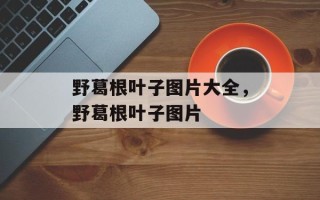野葛根叶子图片大全，野葛根叶子图片