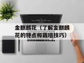 金麒麟花（了解金麒麟花的特点和栽培技巧）