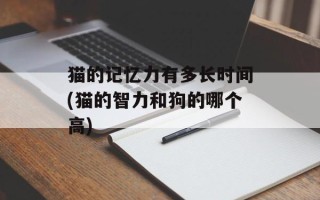猫的记忆力有多长时间(猫的智力和狗的哪个高)