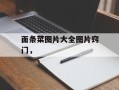 面条菜图片大全图片窍门，