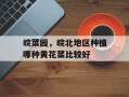 皖菜园，皖北地区种植哪种黄花菜比较好