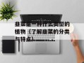韭菜是一种什么类型的植物（了解韭菜的分类与特点）