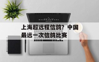 上海超远程信鸽？中国最远一次信鸽比赛