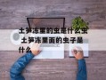 土笋冻里的虫是什么虫 土笋冻里面的虫子是什么