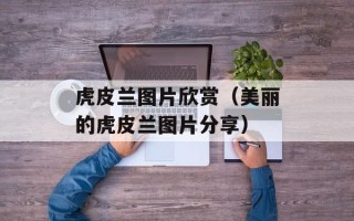 虎皮兰图片欣赏（美丽的虎皮兰图片分享）