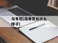 乌冬花(乌冬花长什么样子)