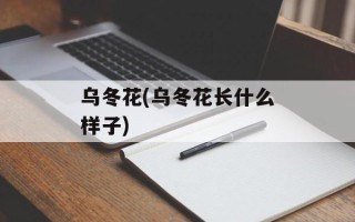 乌冬花(乌冬花长什么样子)