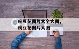 豌豆花图片大全大图，豌豆花图片大图