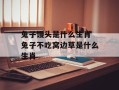 兔子馒头是什么生肖 兔子不吃窝边草是什么生肖
