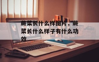 蕨菜长什么样图片，蕨菜长什么样子有什么功效