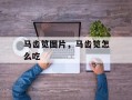 马齿笕图片，马齿笕怎么吃