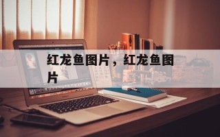 红龙鱼图片，红龙鱼图片