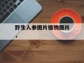野生人参图片植物图片，