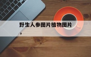 野生人参图片植物图片，