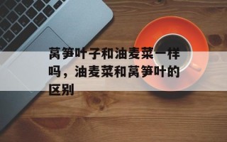 莴笋叶子和油麦菜一样吗，油麦菜和莴笋叶的区别