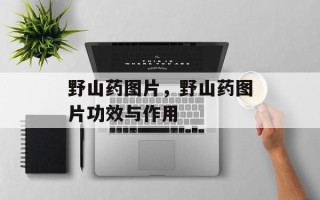 野山药图片，野山药图片功效与作用