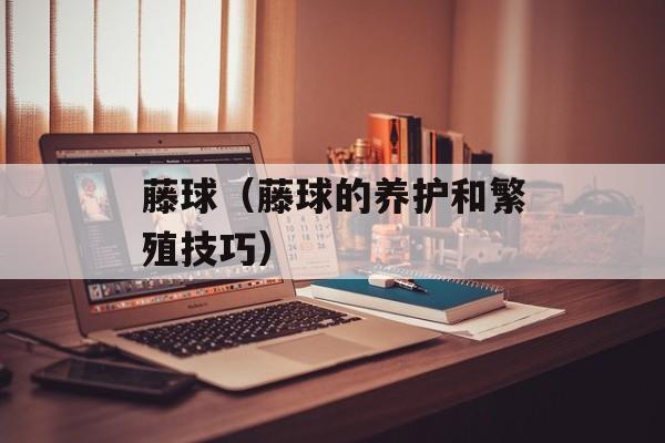 藤球（藤球的养护和繁殖技巧）-第1张图片-