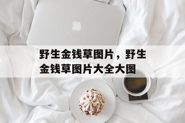 野生金钱草图片，野生金钱草图片大全大图-第1张图片-