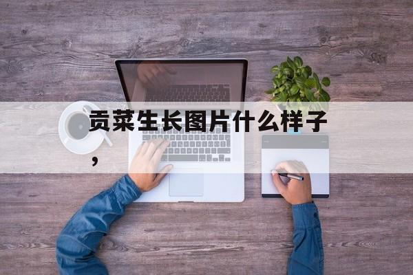 贡菜生长图片什么样子，-第1张图片-