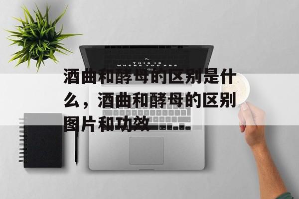 酒曲和酵母的区别是什么，酒曲和酵母的区别图片和功效-第1张图片-