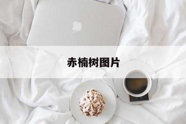 赤楠树图片-第1张图片-