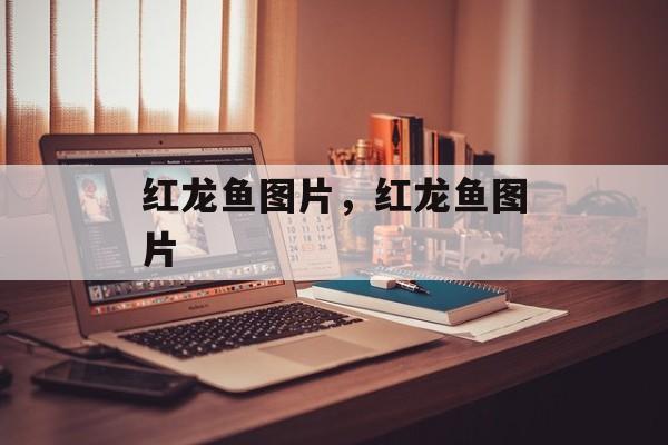 红龙鱼图片，红龙鱼图片-第1张图片-