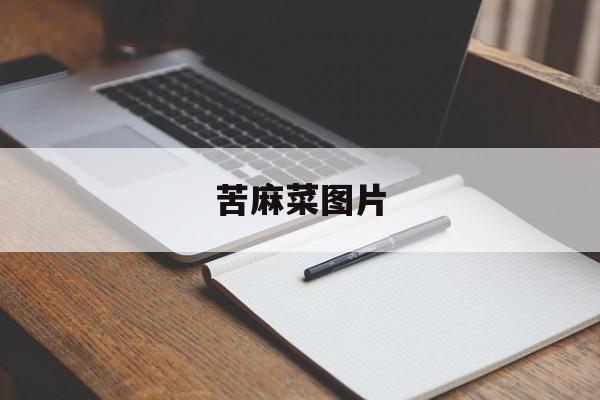 苦麻菜图片-第1张图片-