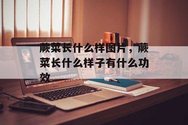蕨菜长什么样图片，蕨菜长什么样子有什么功效-第1张图片-