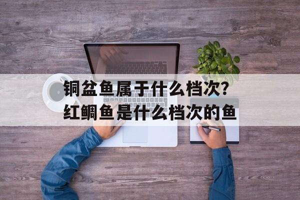 铜盆鱼属于什么档次？红鲷鱼是什么档次的鱼-第1张图片-